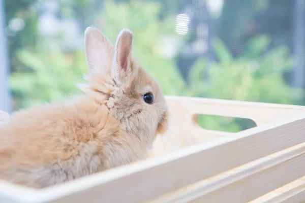 Hnědý Malý Králík Dřevěném Stole Roztomilý Mladý Králík Půvabné Akci — Stock fotografie