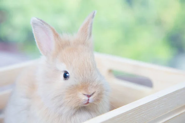 Brown cute baby rabbit on wood table. Adorable young bunny in lovely action. Famous small pet.