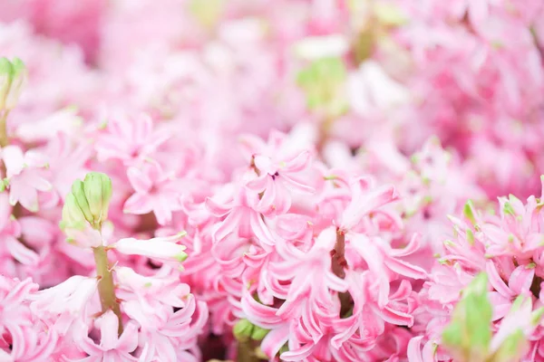 Giacinti Giardino Rosa Bianco Viola Meraviglia Profumato Fiori Piantati Piccolo — Foto Stock