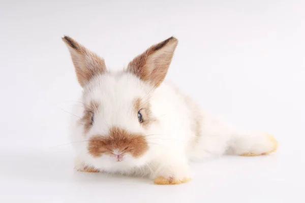 Baby Adorable Rabbit White Background Young Cute Bunny Action Lovely — Stock Photo, Image