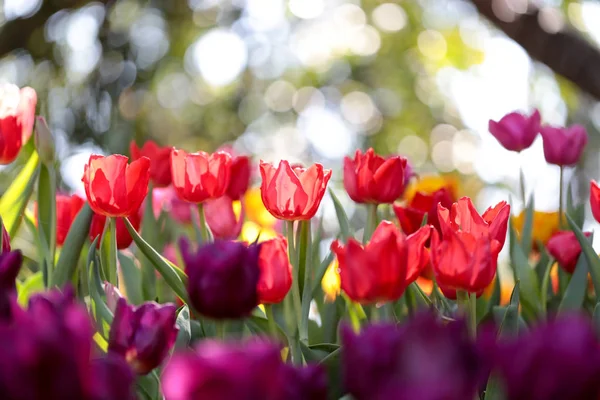 Tulipes Fraîches Colorées Belles Avec Des Feuilles Vertes Dans Parc — Photo