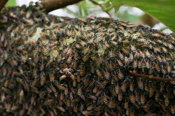 Een Groep Kleine Bijen Die Honingraat Van Een Bij Werken — Stockfoto