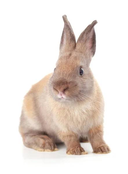 Young Little Adorable Bunny Big Eyes White Background — Stock Photo, Image