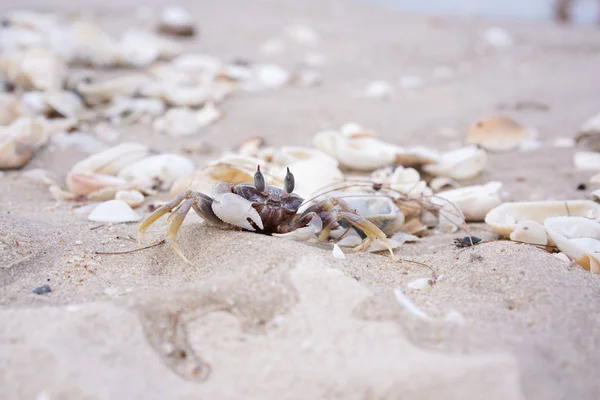 Caranguejo Fantasma Caranguejo Pequeno Areia Costa Ocypode Cava Praia — Fotografia de Stock