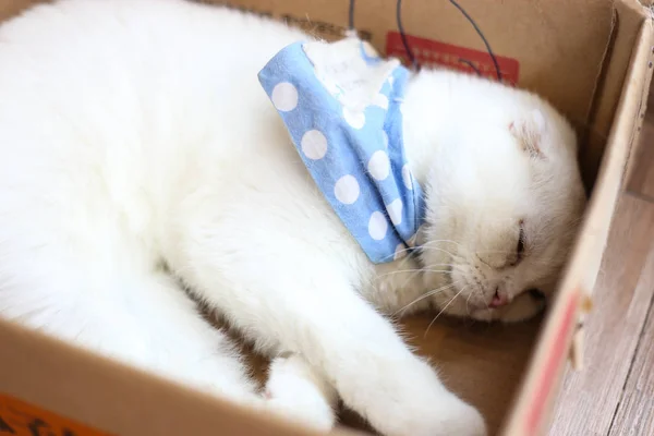 Gato Britânico Dobra Escocesa Gato Persa Deitado Chão Gato Cabelo — Fotografia de Stock