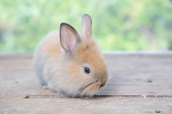 Bébé Lapin Brun Mignon Sur Table Bois Adorable Jeune Lapin — Photo