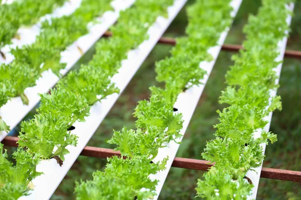 Hydroponics vegetables in organic farm for healthy and diet food. Modern cultivate farming for green environment and healthy