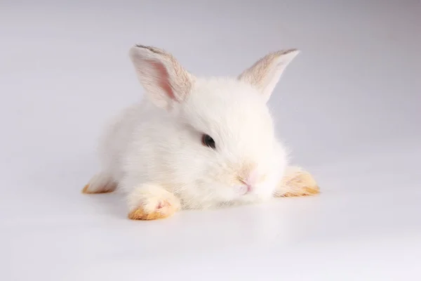 白い背景に赤ちゃんの愛らしいウサギ アクションで若いかわいいバニー ふわふわの髪の素敵なペット イースターは シンボルのお祝いとしてウサギを持っています — ストック写真