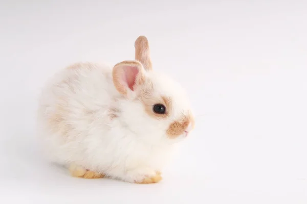 Малыш Очаровательный Кролик Белом Фоне Молодой Милый Кролик Действии Прекрасное — стоковое фото