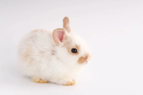 Bebê Coelho Adorável Fundo Branco Jovem Coelhinho Bonito Ação Bonito — Fotografia de Stock