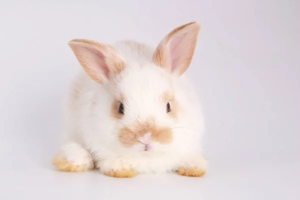 Baby Imádnivaló Nyúl Fehér Háttér Fiatal Aranyos Nyuszi Akcióban Lovely — Stock Fotó