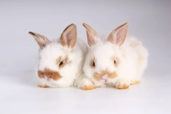 Bebês Adoráveis Coelhos Fundo Branco Jovens Coelhinhos Bonitos Ação Bonitos — Fotografia de Stock