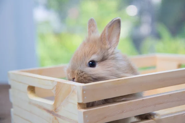 Bébé Lapin Brun Mignon Sur Table Bois Adorable Jeune Lapin — Photo