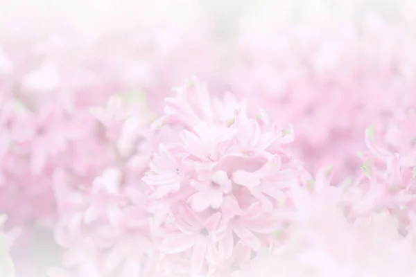 Jacintos Jardín Rosa Blanco Púrpura Maravilla Olía Flores Plantadas Maceta —  Fotos de Stock