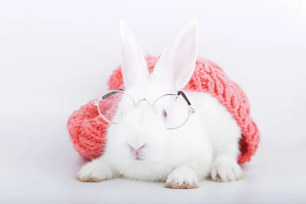 Coniglio Bianco Con Occhiali Chiari Con Cappello Filato Rosa Baby — Foto Stock