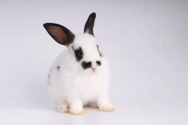 Lapin Adorable Bébé Sur Fond Blanc Jeune Lapin Mignon Action — Photo