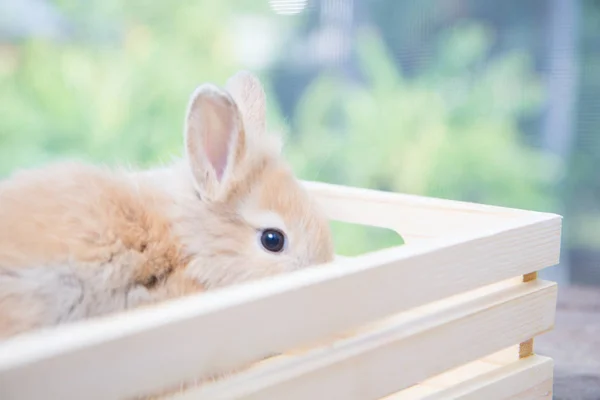 Bébé Lapin Brun Mignon Sur Table Bois Adorable Jeune Lapin — Photo