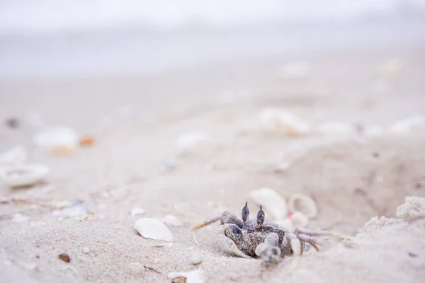 Caranguejo Fantasma Caranguejo Pequeno Areia Costa Ocypode Cava Praia — Fotografia de Stock