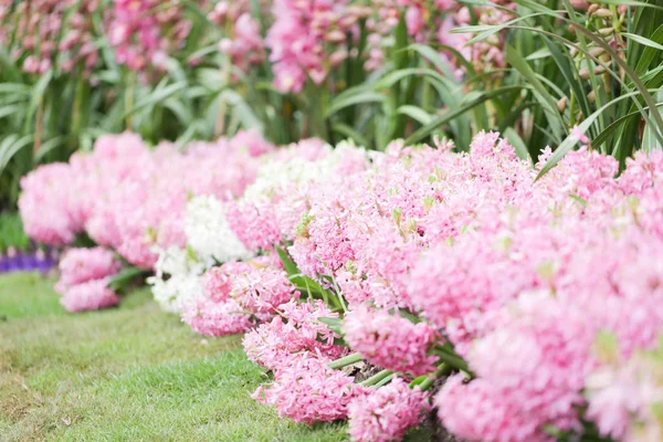 Hyacinter Trädgården Rosa Vit Lila Wonder Luktat Blommor Planterade Liten — Stockfoto