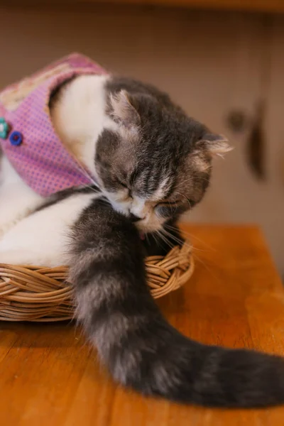 Gato Britânico Dobra Escocesa Gato Persa Deitado Chão Gato Cabelo — Fotografia de Stock