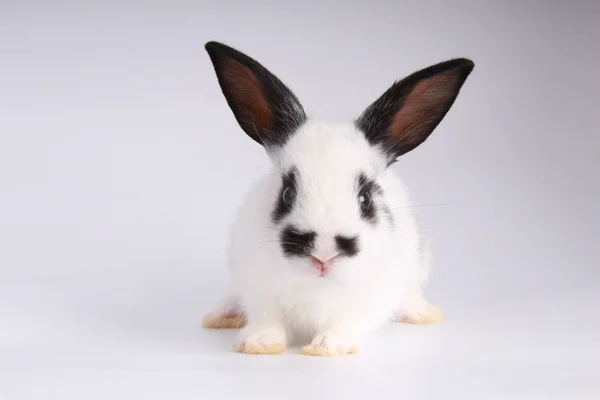 Baby Adorable Rabbit White Background Young Cute Bunny Action Lovely — Stock Photo, Image