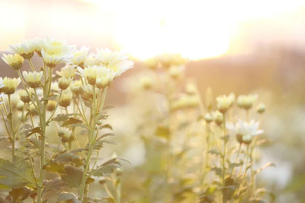 菊花与阳光的耀斑和甜蜜的温暖散景从光 — 图库照片