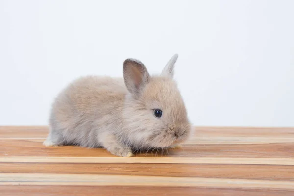 Conejo Bebé Joven Lindo Mullido Adorable Pequeño Conejo Enano Holanda —  Fotos de Stock