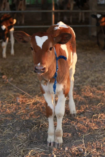 農場で牛や牛 酪農や牛乳のためのかわいい茶色の牛のミルク農業 — ストック写真
