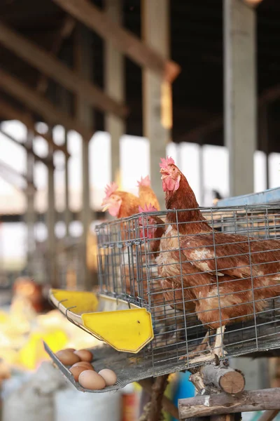 Chicken farm eating chicken\'s food in farm. Chicken produce fresh eggs on tray below their cage .