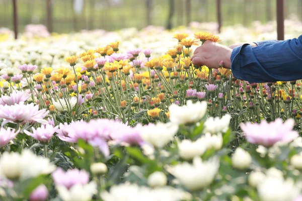 Woman working in flower farm. Female worker or owner is cutting the chrysanthemum in field with cutter