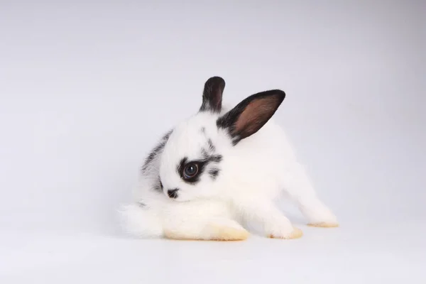 可爱的兔子在白色背景的宝宝 年轻的可爱的兔子在行动 可爱的宠物与蓬松的头发 复活节有兔子作为庆祝的象征 — 图库照片