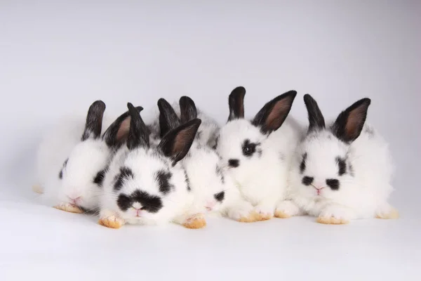 Beyaz Arka Planda Bebekler Sevimli Tavşanlar Genç Sevimli Bunnies Eylem — Stok fotoğraf