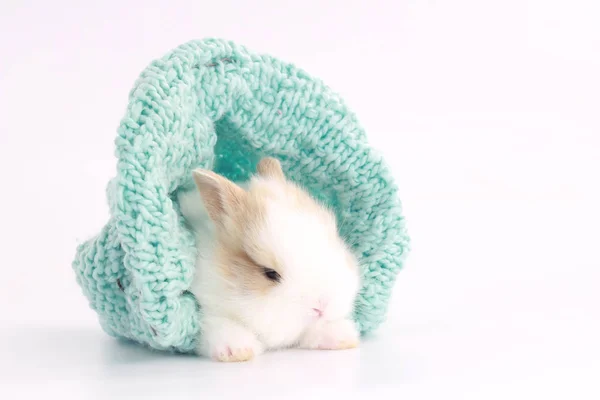 Kleines Niedliches Baby Kaninchen Mit Kleinen Braunen Ohren Grünem Garnstrickstoff — Stockfoto