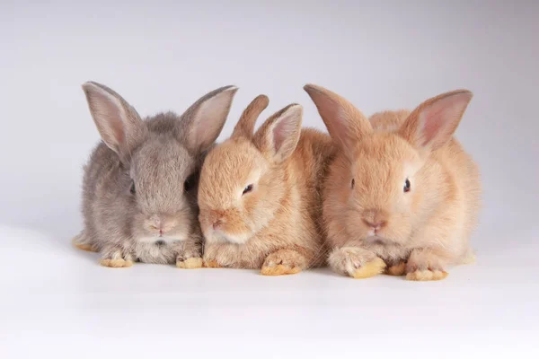 Babies Adorable Rabbits White Background Young Cute Bunnies Action Lovely — Stock Photo, Image