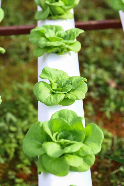 Hydroponics vegetables in organic farm for healthy and diet food. Modern cultivate farming for green environment and healthy