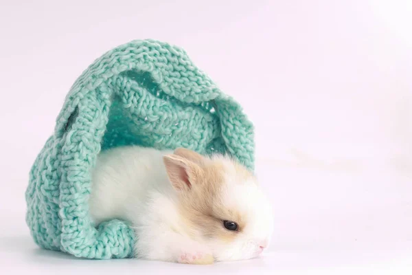 Kleines Niedliches Baby Kaninchen Mit Kleinen Braunen Ohren Grünem Garnstrickstoff — Stockfoto