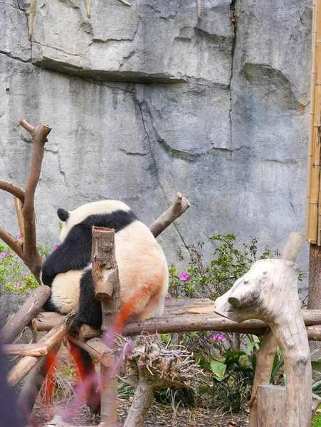 Giant Panda Cute Rare Reserved Wildlife China Chongqing — Stock Photo, Image