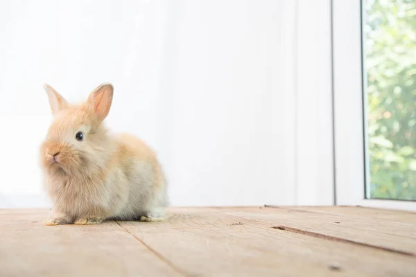 Conejo Bebé Lindo Marrón Mesa Madera Adorable Conejito Joven Acción — Foto de Stock