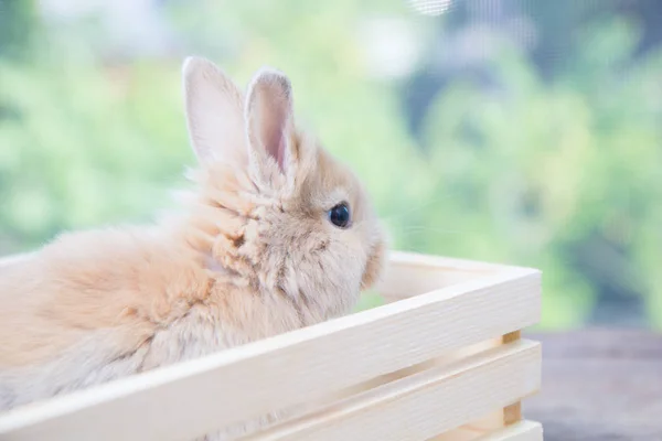 Conejo Bebé Lindo Marrón Mesa Madera Adorable Conejito Joven Acción —  Fotos de Stock