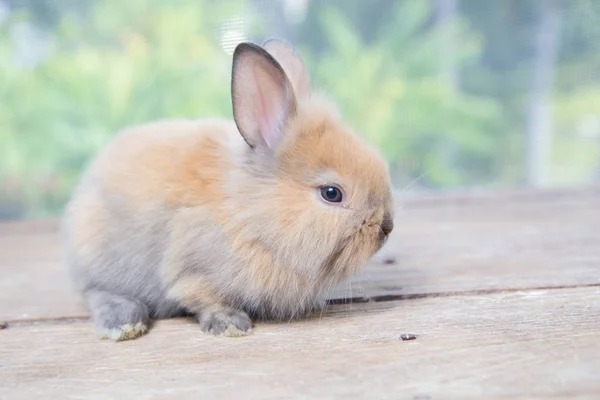 木のテーブルの上でかわいい赤ちゃんウサギを茶色 愛らしいアクションで愛らしい若いウサギ 有名な小ペット — ストック写真