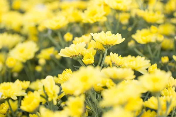 田里的黄菊花 美丽的黄花 — 图库照片