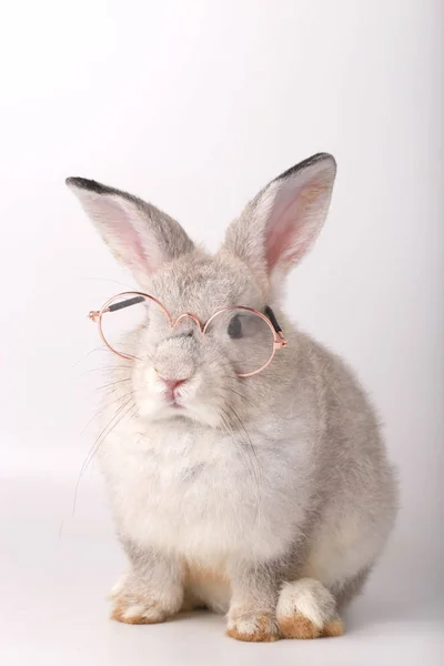 クリアメガネのグレーのウサギ 白い背景に赤ちゃんグレーウサギ — ストック写真