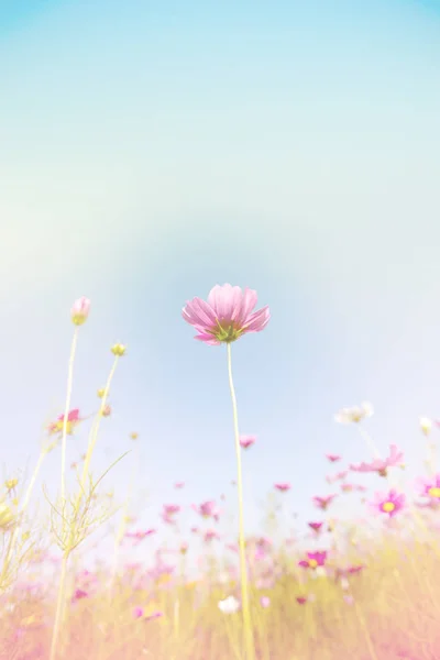 Vackra Rosa Och Färgglada Pastellfärgade Blommor Fält Härlig Kosmos Naturen — Stockfoto