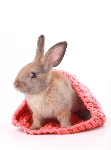 Conejo Joven Bebé Marrón Rosa Cálido Sombrero Invierno Hilo Sobre — Foto de Stock