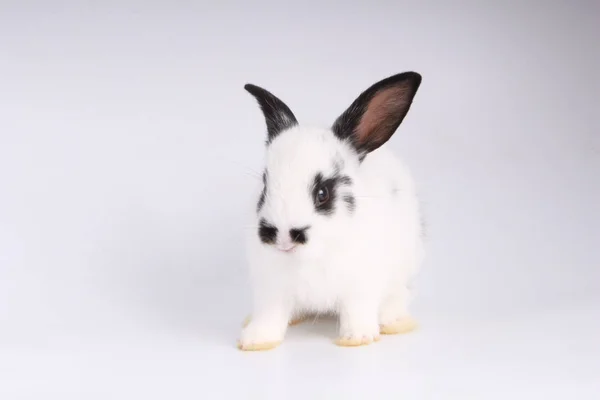 Bebé Conejo Adorable Sobre Fondo Blanco Joven Conejito Lindo Acción — Foto de Stock