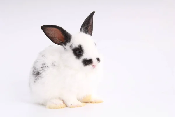 Baby Schattig Konijn Witte Achtergrond Jonge Schattige Bunny Actie Heerlijk — Stockfoto