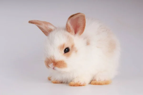 Beyaz Arka Planda Bebek Sevimli Tavşan Genç Sevimli Tavşan Başında — Stok fotoğraf
