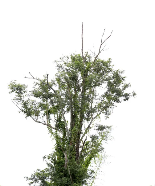 Grand Arbre Vert Tronc Brun Plante Fraîche Été Forêt Tropicale — Photo