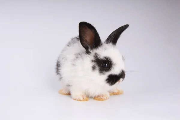 Baby Imádnivaló Nyúl Fehér Háttér Fiatal Aranyos Nyuszi Akcióban Lovely — Stock Fotó