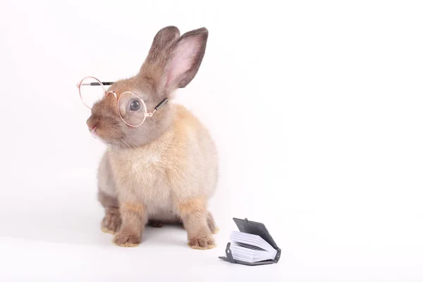 Piccolo Coniglio Marrone Con Occhiali Chiari Sfondo Bianco — Foto Stock
